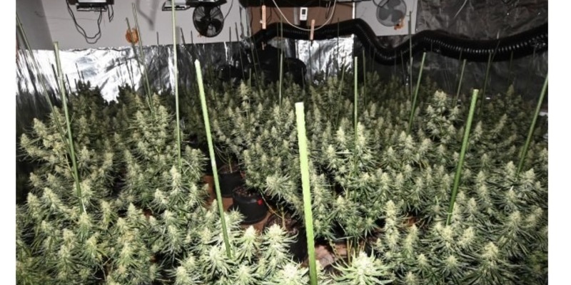 POL-GÖ: (129/2025) Professionelle Cannabis-Plantage in Bad Lauterberg entdeckt - 20 Kilo Drogen, zwei scharfe Waffen und umfangreiche Technik beschlagnahmt, U-Haftbefehle gegen fünf Tatverdächtige erlassen - Foto: presseportal.de