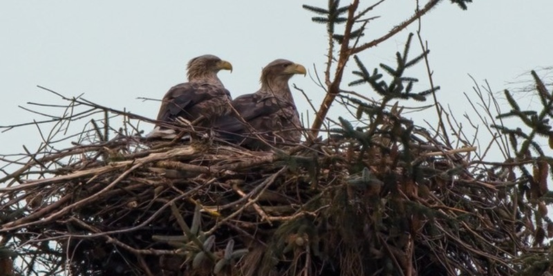 POL-FL: Sylt - Zeugenaufruf nach vorsätzlicher Zerstörung eines Seeadler-Nistplatzes - Foto: presseportal.de