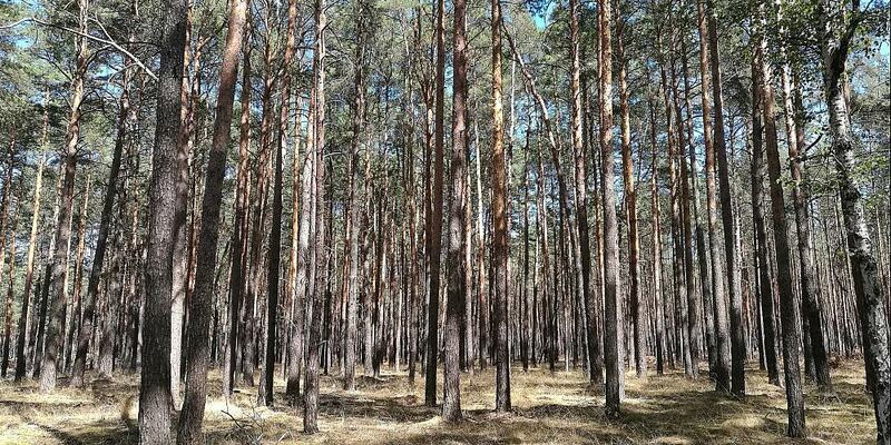 Wald (Archiv) - Foto: über dts Nachrichtenagentur