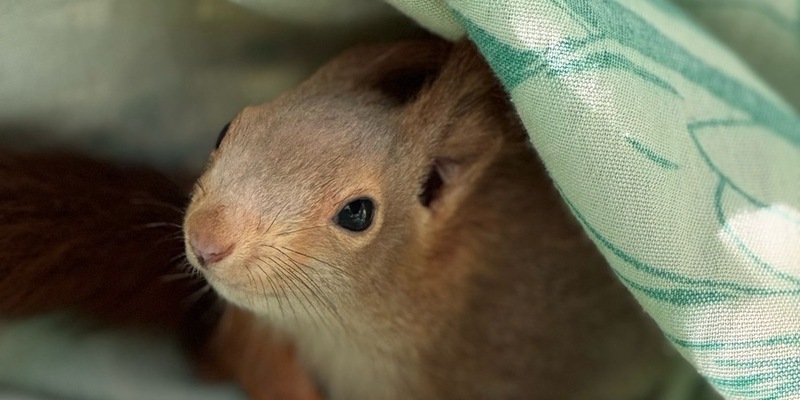 FW Lage: Eichhörnchen in Not - Feuerwehr rettet tierische Ausreißer aus misslicher Lage - Foto: presseportal.de