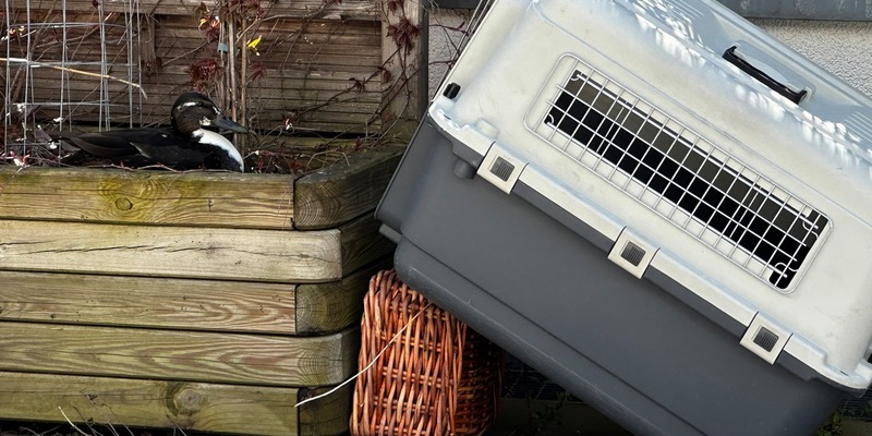 FW-M: Tierisches Osterfest (Stadtgebiet) - Foto: presseportal.de