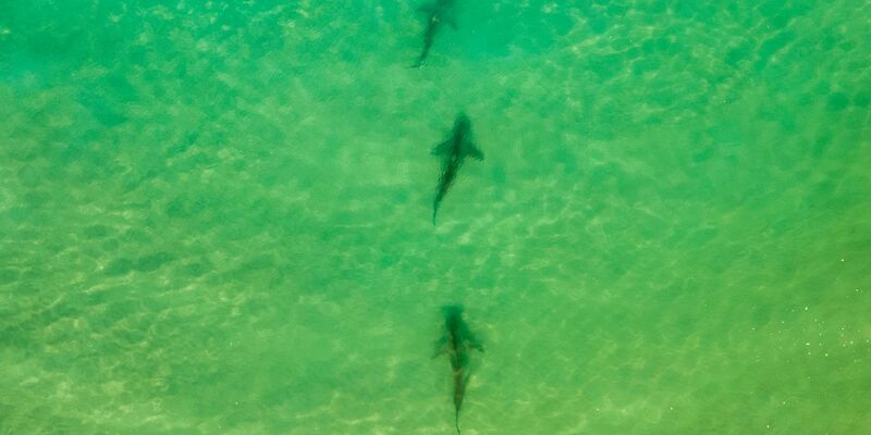 In einer Gegend im Norden Israels sammeln sich zwischen November und Mai Sandbank- und Schwarzhaie. (Archivbild)  - Foto: Ariel Schalit/AP/dpa