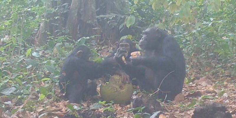 Dass Schimpansen Alkohol konsumieren, haben frühere Studien bereits gezeigt. - Foto: Bowland EurekAlert/dpa