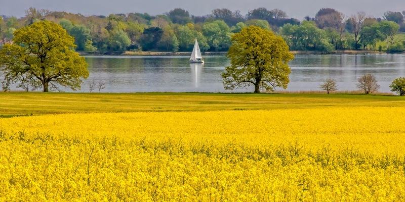 Rapsblüte 2025 / 1,11 Millionen Hektar Raps blühen in Deutschland - Foto: presseportal.de