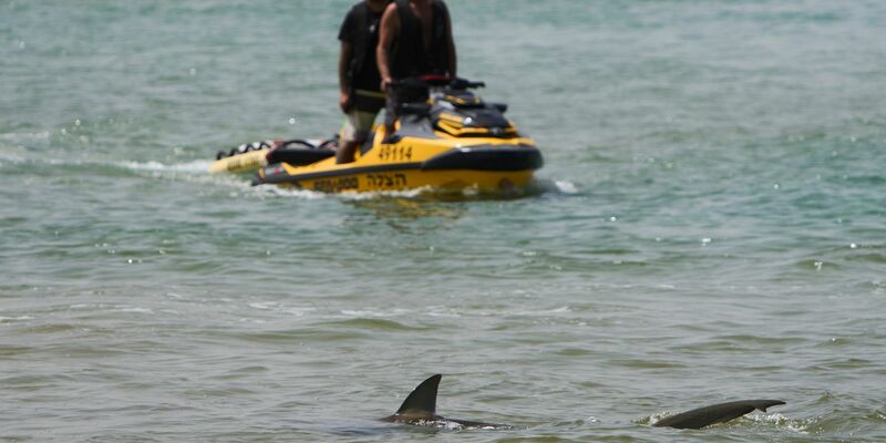 In der Gegend von Hadera sammeln sich zwischen November und Mai Sandbank- und Schwarzhaie. - Foto: Ariel Schalit/AP/dpa