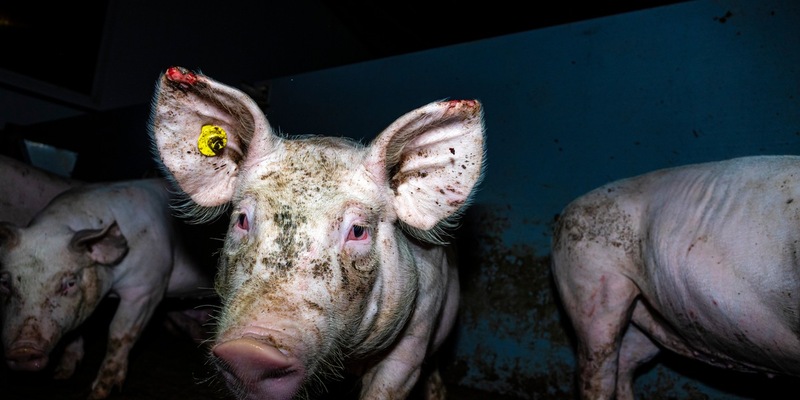 Massive Tierquälerei bei Westfleisch-Zulieferbetrieben aufgedeckt - Videos zeigen kranke, verletzte und tote Schweine - ausschließlich Tierwohl-Ställe der Haltungsstufe 2 & 3 betroffen - Foto: presseportal.de