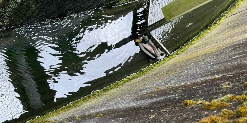 FW-EN: Ente in Notlage - Foto: presseportal.de