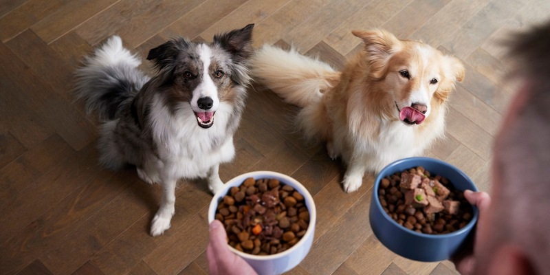 No-Gos im Napf / Trockenfutter oder Nassfutter? - Foto: presseportal.de