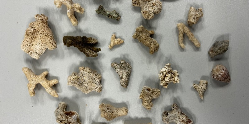 HZA-KA: Karlsruher Zoll entdeckt geschützte Korallen im Reisegepäck - Foto: presseportal.de