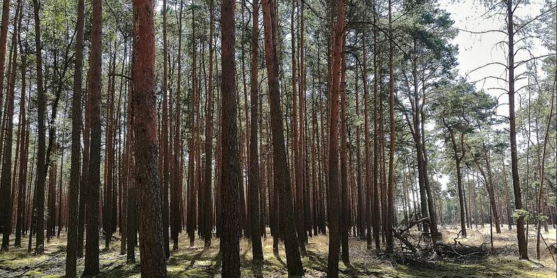 Wald (Archiv) - Foto: über dts Nachrichtenagentur