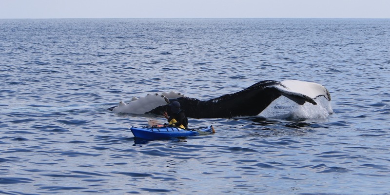 Walbeobachtung von Land aus: Finnen, Fluken, Freudentränen / Springen Delfine und Wale, hüpft auch das Herz von Naturliebhabern - dieses Spektakel lässt sich in Irland auch von der Küste aus erleben - Foto: presseportal.de