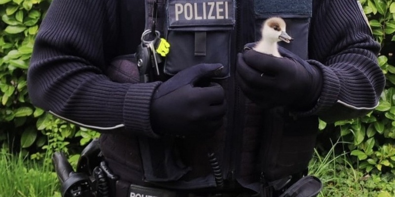 BPOLI-WEIL: Gänsefamilie unerlaubt im Gleisbereich - Foto: presseportal.de