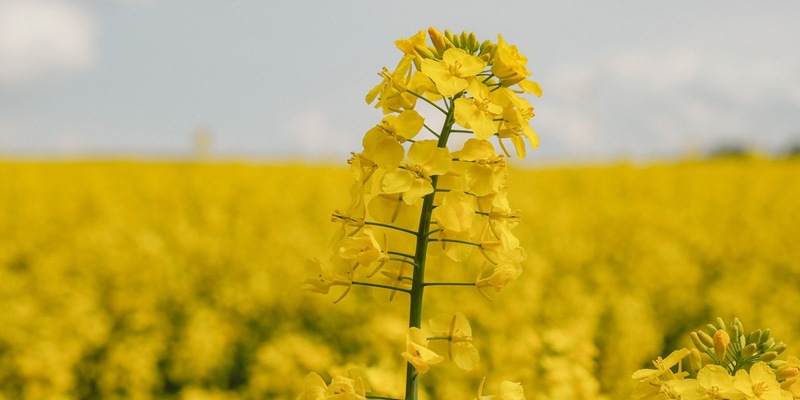 Rapsblüte 2025 / Innovationen von Deutschlands schönsten Ölfeldern - Foto: presseportal.de