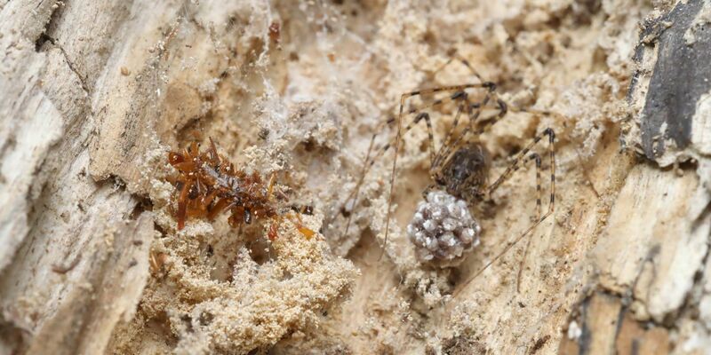 Die fleischfressenden Raupen wurden bislang nur in einem 15 Quadratkilometer großen Stück Bergwald auf der hawaiianischen Insel O'ahu beobachtet. - Foto: Rubinoff Lab, Entomology Section/University of Hawaii, Manoa/dpa