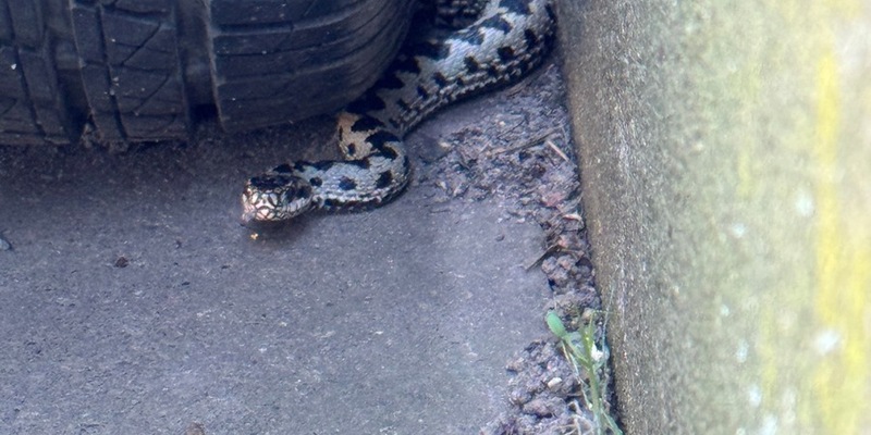 POL-GS: Langelsheim, Pressebericht vom 28.04.2025 - Foto: presseportal.de