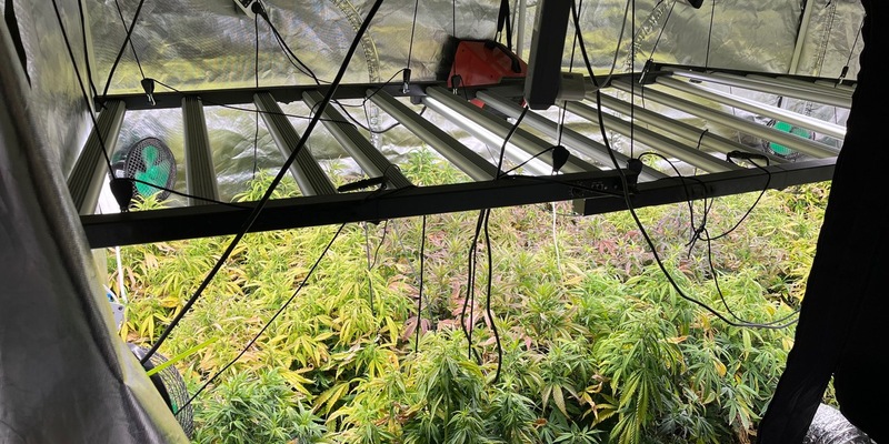 POL-REK: 250429-2: Mehrere Cannabispflanzen bei Durchsuchungen sichergestellt - Foto: presseportal.de