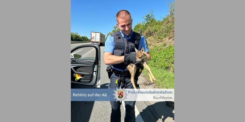 POL-PDNW: Polizeiautobahnstation Ruchheim - Rehkitz von A6 gerettet - Foto: presseportal.de