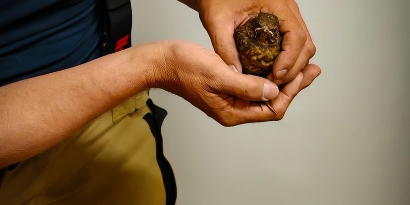 FW Xanten: Jungvogel aus Heizungsanlage gerettet - Foto: presseportal.de