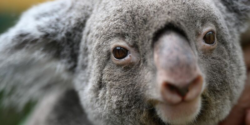 Koalas gehören zu den ikonischsten Tieren Australiens. (Archivbild) - Foto: Robert Michael/dpa