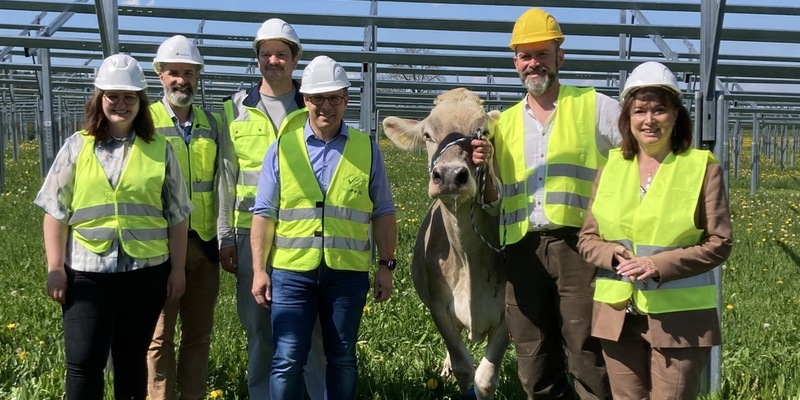 Solarstrom für die Produktion, Schatten für die Kühe: Nestlé baut Agri-Photovoltaik-Anlage am Werksstandort Biessenhofen - Foto: presseportal.de