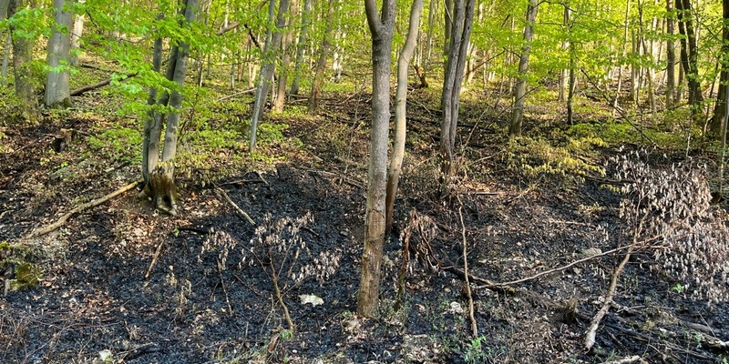LPI-NDH: Flächenbrand in Waldgebiet - Foto: presseportal.de