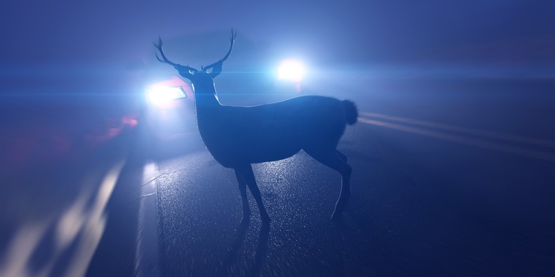 LPI-NDH: Rehe sind im Frühjahr besonders oft an Verkehrsunfällen beteiligt - die Polizei gibt Hinweise - Nordthüringen - Foto: presseportal.de