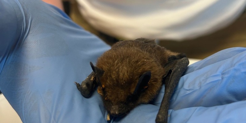 FW Weinheim: Fledermaus auf Spielplatz gefunden - Feuerwehr rettet gemeinsam mit der Berufstierrettung den Abendsegler - Foto: presseportal.de