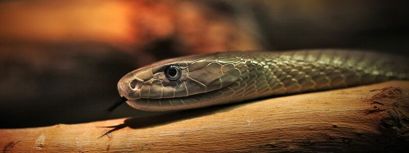 Das entwickelte Mittel soll auch gegen das Gift der Schwarzen Mamba wirken. (Archivbild) - Foto: Fredrik von Erichsen/dpa