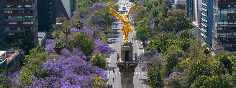 Blühende Jacaranda-Bäume entlang der Avenida Reforma in Mexiko-Stadt. (Archivbild) - Foto: Li Muzi/XinHua/dpa