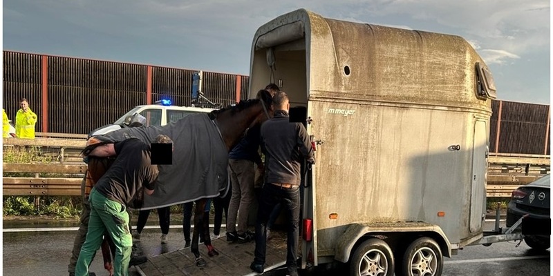 POL-PDNW: Polizeiautobahnstation Ruchheim - Verletztes Pferd verursacht Vollsperrung auf A 6 - Foto: presseportal.de