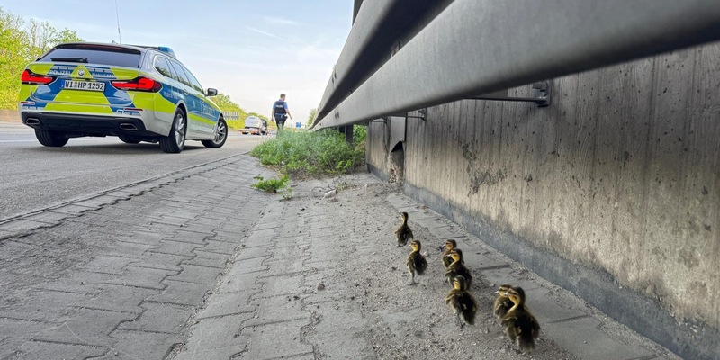 POL-DA: Mörfelden-Walldorf: Autobahnpolizisten retten sieben verwaiste Entenküken - Foto: presseportal.de