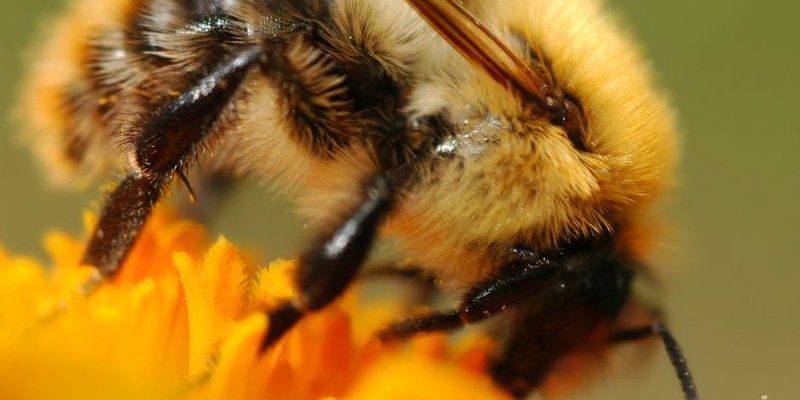 Kompass Natur & Artenvielfalt 2025: Gesellschaft fordert nachhaltige Landwirtschaft und bessere politische Rahmenbedingungen - Foto: presseportal.de