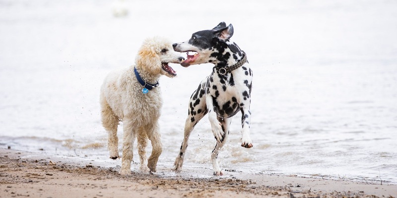 Risikogerechter Schutz für jeden Hund - Foto: presseportal.de