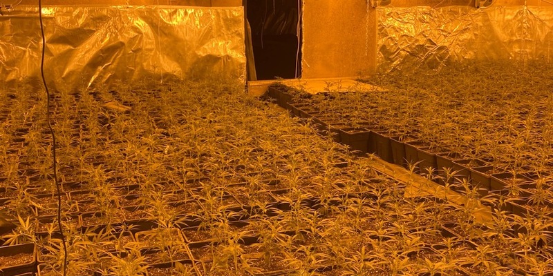 LKA-NRW: Durchsuchungen und Festnahmen - Organisierter Drogenhandel im Fokus der Strafverfolgungsbehörden: Polizei stellt mehr als 6.000 Cannabispflanzen sicher - Foto: presseportal.de