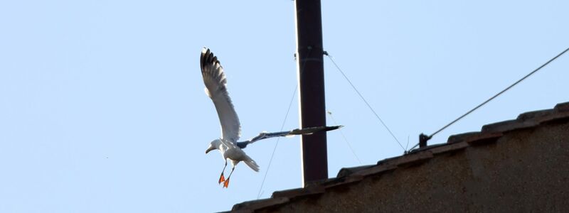 Zu sehen waren auf und über dem Dach der Sixtinischen Kapelle stundenlang nur die in Rom allgegenwärtigen Möwen. - Foto: Marco Iacobucci/IPA via ZUMA Press /dpa