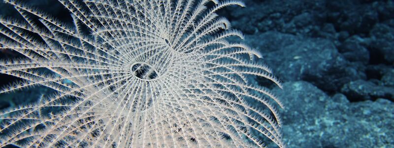 Bislang ist nur ein winziger Teil der Tiefsee erforscht. - Foto: -/Ocean Discovery League/NOAA/dpa