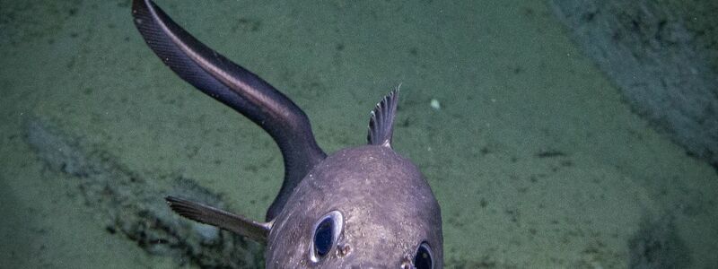 Die bisherige Erforschung der Tiefsee konzentriert sich stark auf die Küstengebiete weniger Länder. - Foto: -/NOAA/dpa