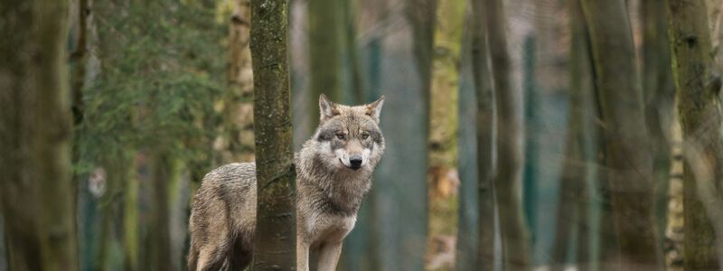 Das EU-Parlament entscheidet, den Wolf-Schutzstatus zu reduzieren. (Archivbild) - Foto: Klaus-Dietmar Gabbert/dpa-Zentralbild/dpa-tmn