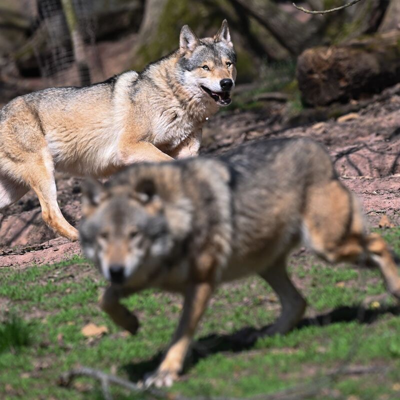 Der Wolf ist zurück in Deutschland - was längst nicht jeden freut. (Archivbild) - Foto: Bernd Weißbrod/dpa