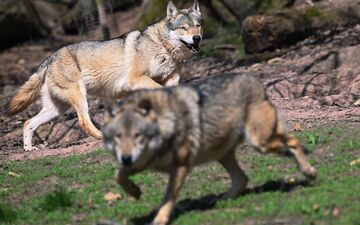 Der Wolf ist zurück in Deutschland - was längst nicht jeden freut. (Archivbild) - Foto: Bernd Weißbrod/dpa