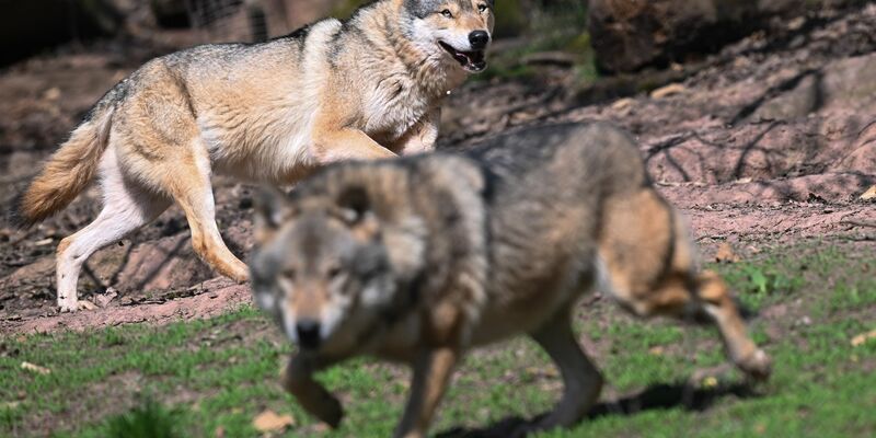 Der Wolf ist zurück in Deutschland - was längst nicht jeden freut. (Archivbild) - Foto: Bernd Weißbrod/dpa