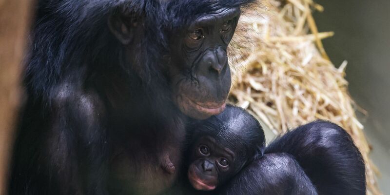 Erst einmal ausruhen für die kommenden Aufgaben: Bei den Bonobos gelten die Weibchen als dominant. - Foto: Oliver Berg/dpa