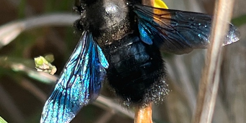 Am 20. Mai ist Weltbienentag - Foto: presseportal.de