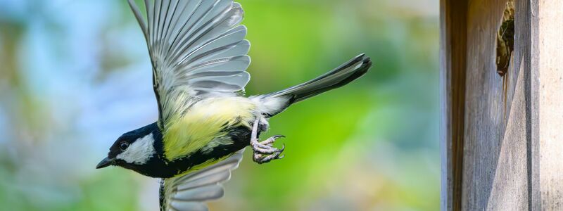 Im Fokus der Mitmachaktion stehen vertraute und weit verbreitete Vogelarten wie Meisen, Finken, Rotkehlchen und Spatzen. (Archivbild) - Foto: Patrick Pleul/dpa