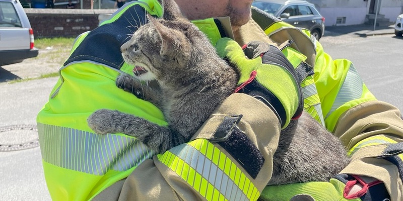 FW Lage: TH0/Tier klein: Katze klemmt im gekippten Fenster - 10.05.2025 - 11:27 Uhr - Foto: presseportal.de