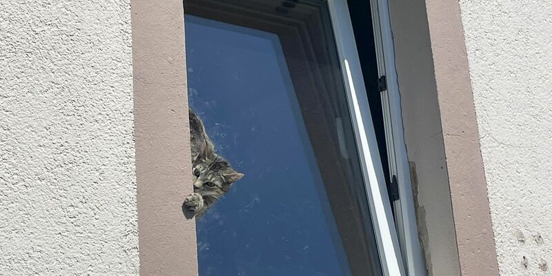 Mit Hilfe einer Drehleiter befreite die Feuerwehr das Tier. - Foto: -/Feuerwehr Lage/dpa