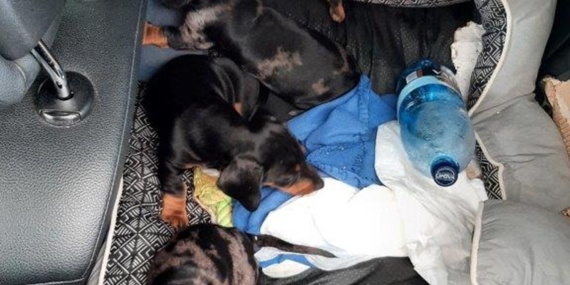 BPOLI BHL: Reise endet für 7 süße Dackelwelpen bei der Einreisekontrolle - Foto: presseportal.de