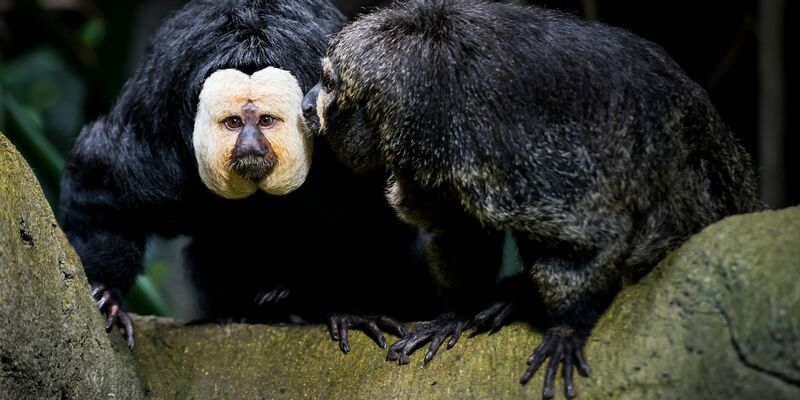 Touristen sollen die Weißkopfsakis am Schwanz gezogen und gefüttert haben - hier ist ein Tier aus der Schweiz zu sehen. - Foto: Jean-Christophe Bott/KEYSTONE/dpa