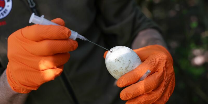 Lauter Protest - aber nachdem die Menschen weg sind, kehren die Gänse zum Gelege zurück. - Foto: Daniel Löb/dpa