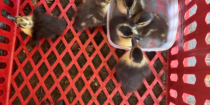 POL-OF: Ordnungshüter retten Entenfamilie: Eigenwillige Begleitung des Transports der Küken durch die Enten-Mama - Foto: presseportal.de